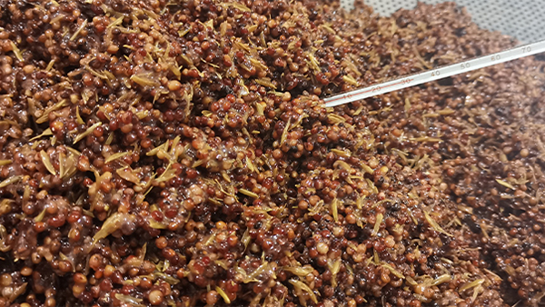 早春用白酒釀酒設(shè)備做固態(tài)酒，糖化不升溫怎么辦？