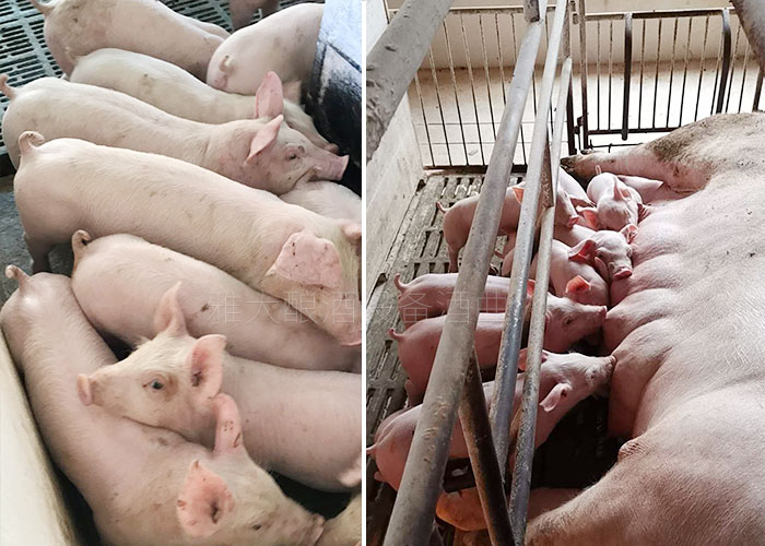 12.15釀白酒設備釀酒為主，養(yǎng)豬為輔，僅一年時間，收入百萬