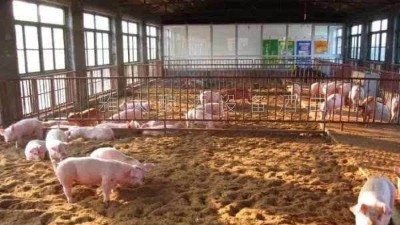 釀白酒設(shè)備釀酒為主，養(yǎng)豬為輔，僅一年時(shí)間，收入百萬