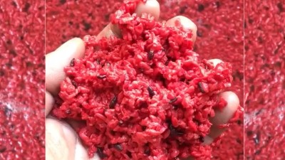 用小型蒸酒設(shè)備釀造純手工紅曲酒，紅火迎新年！