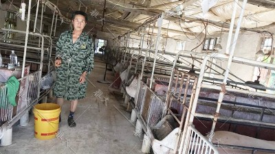 養(yǎng)豬糧食消耗大，成本高？試試白酒蒸餾設(shè)備釀酒+酒糟養(yǎng)豬新模式！