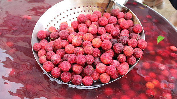 零基礎(chǔ)用果酒釀酒設(shè)備釀造楊梅酒，方法簡單、步驟超詳細！