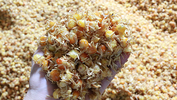 雅大烤酒設(shè)備釀酒師非要挑戰(zhàn)三伏天釀酒，竟然成功了！