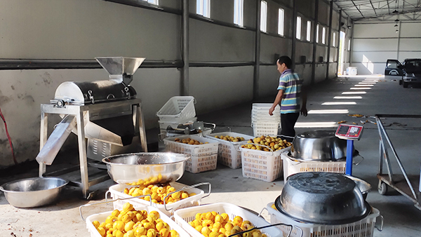 印江縣黃桃滯銷，冉總引進雅大制酒設備靠“釀”帶動銷量
