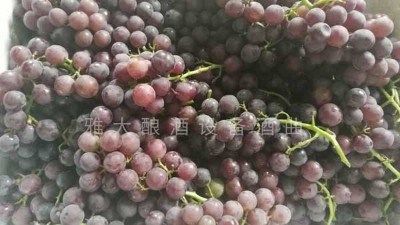 民間葡萄酒釀造潮再度興起，趕緊惡補下葡萄釀酒知識