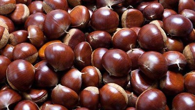 又到吃板栗的季節(jié)，可你知道怎樣用做酒設備釀造板栗糯米酒嗎？