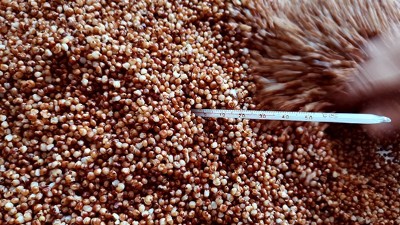 電加熱釀酒設(shè)備做固態(tài)酒攤晾注意事項，99%的釀酒老師傅都不知情