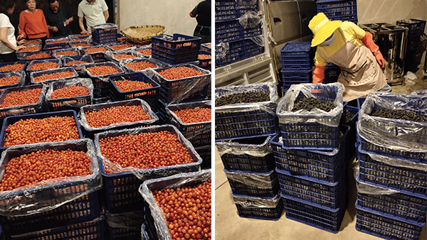 幾萬(wàn)斤桑葚急需發(fā)酵，雅大技術(shù)總監(jiān)親自上門(mén)指導(dǎo)！