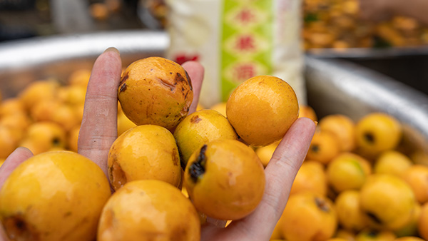 枇杷馬上上市了，用果酒釀酒設(shè)備釀枇杷酒技術(shù)趕緊學(xué)起來！