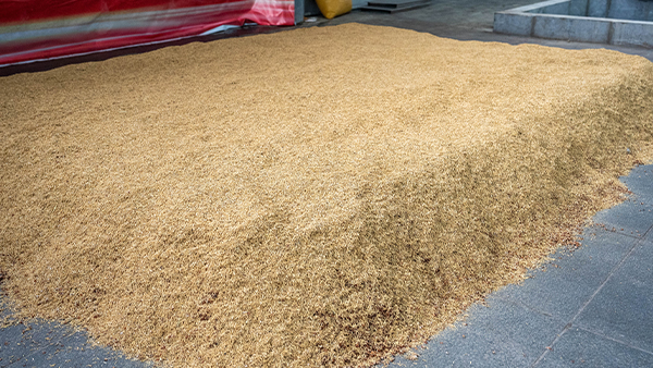 小曲固態(tài)釀酒為什么要糖化，不糖化可不可以？