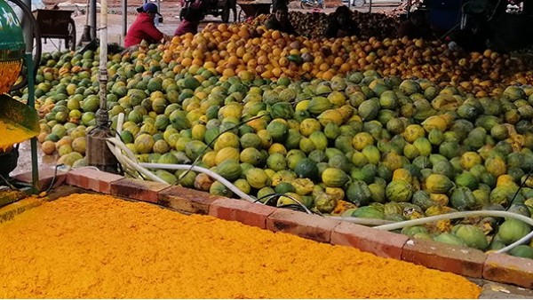 用果酒釀酒設(shè)備將瓜蔞肉釀成酒，變廢為寶，創(chuàng)造上百萬利潤