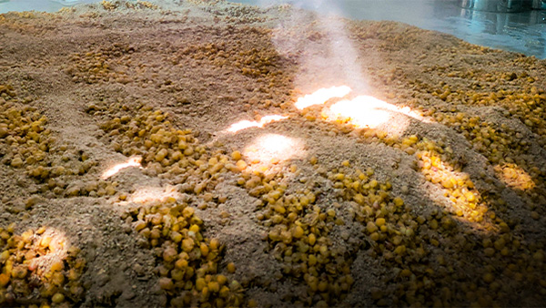 白酒固態(tài)發(fā)酵，糖化步驟能省略嗎？關(guān)鍵影響不可不知！