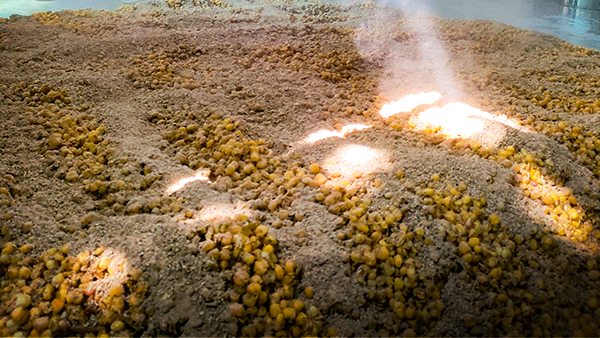 生態(tài)釀酒時代到來，談?wù)劙拙漆勗斓淖匀簧鷳B(tài)與微生態(tài)