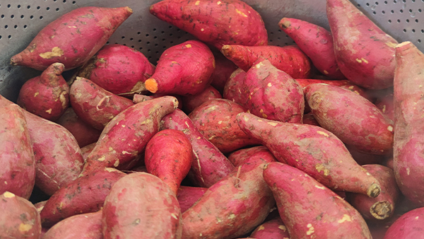 用烤酒設(shè)備釀造美味紅薯酒，想學(xué)的趕緊點進來！