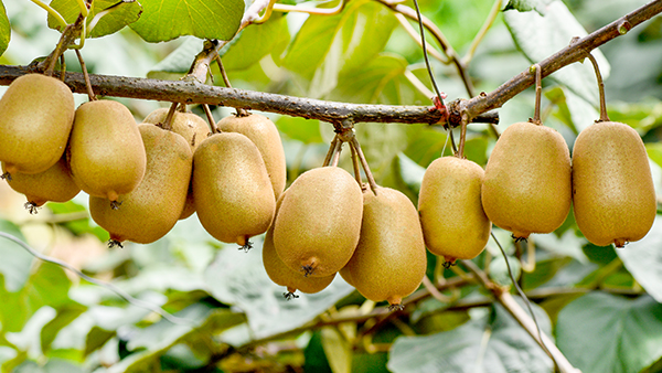 【果酒釀酒設(shè)備】釀獼猴桃酒的季節(jié)到了，不會(huì)釀的趕緊看過(guò)來(lái)！