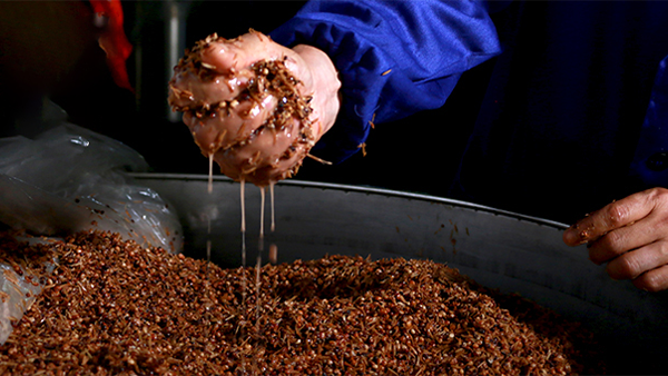 真正決定白酒風味的，是這些看不見的“小魔法師”