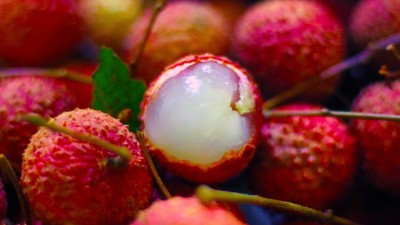 超詳細(xì)的荔枝釀酒教程新鮮出爐，趕緊用果酒釀酒設(shè)備將它們釀成酒！