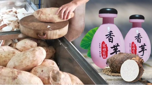 芋頭能不能釀酒？芋頭釀酒設(shè)備技術(shù)