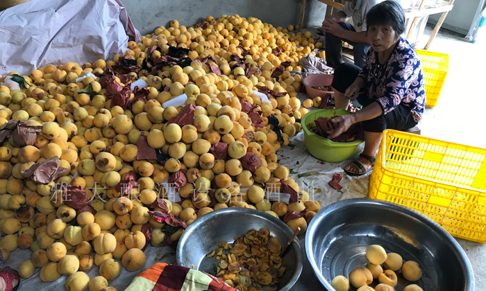 8.13滯銷的黃桃堆在家里，已經(jīng)開始爛了