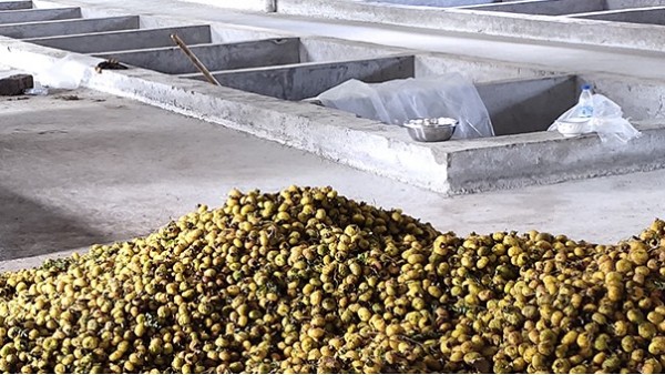 幾千畝刺梨急需發(fā)酵怎么辦？雅大大型釀酒設(shè)備技術(shù)總監(jiān)上門指導(dǎo)