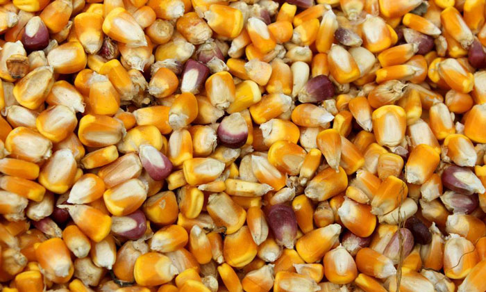 9.12選擇顆粒飽滿(mǎn)的玉米釀酒