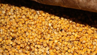 用玉米釀酒設(shè)備釀酒發(fā)酵時(shí)忽視這7點(diǎn)，好酒會(huì)離你越來(lái)越遠(yuǎn)！