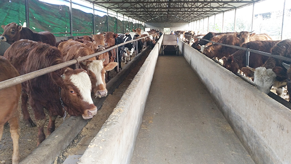 小型酒廠釀酒設(shè)備做酒，酒糟養(yǎng)?；A(chǔ)知識