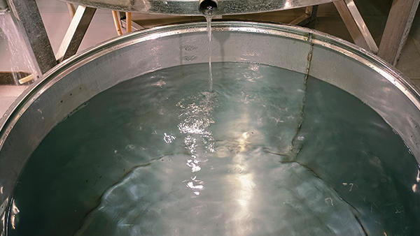 用白酒釀酒設(shè)備做固態(tài)酒出酒率低，到底是什么原因？