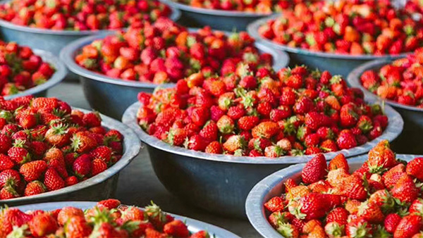 莓好時光：手把手釀您釀春日限定草莓酒，解鎖微醺儀式感